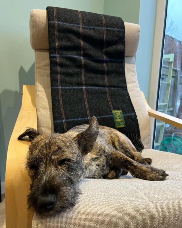 That’s a wrap from us @jt_windowcleaning. We plan to spend the rest of this year like our Pip here… See you next year!  #peaceout2021 #timeforsleep #localbusiness