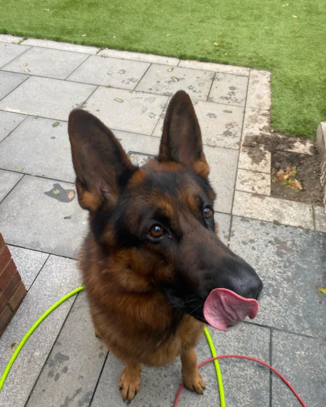 Meeting good boys like Simba is one of our fave perks of the job #doglife #localbusiness