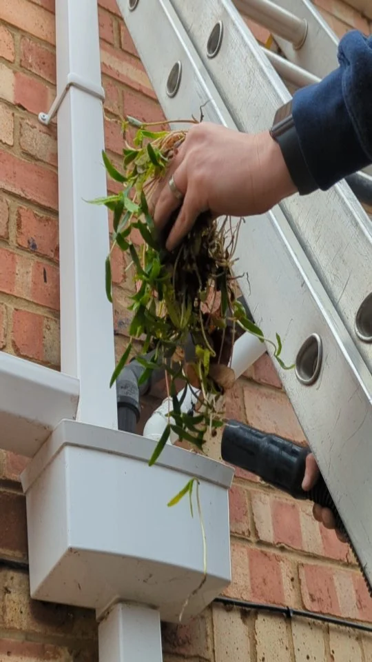 The things you find in gutters and downpipes! 🌱

#guttercleaning #gutterclean #gutterclearing #guttercleaningservices #middlesbrough #normanby