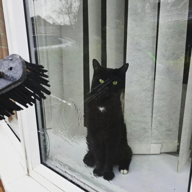 Quality control on our case today! 🐾 

#windowcleaning #windowcleaninglife #windowcleaner #windowcleaningfun